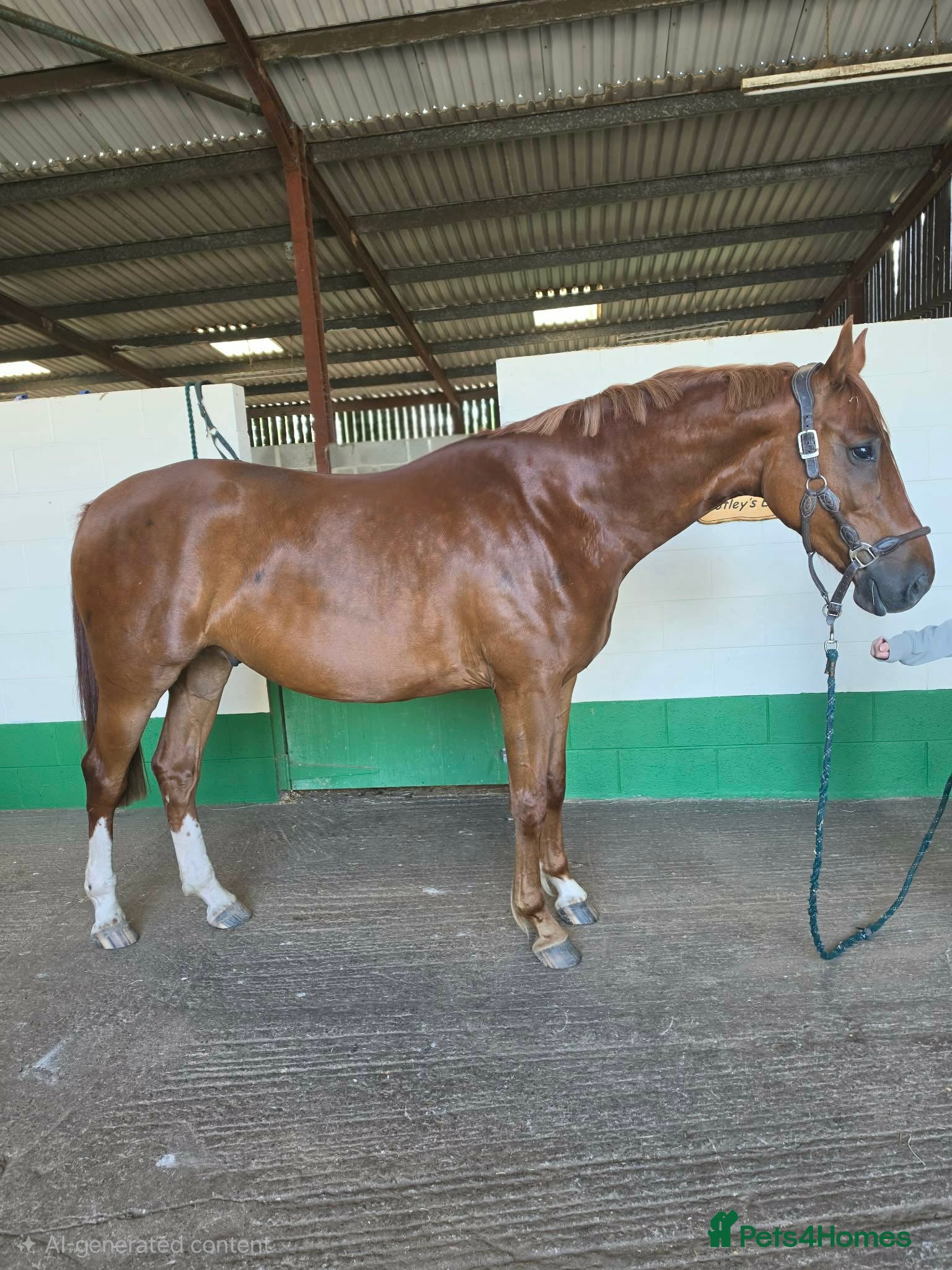 KWPN horses 4 year old kwpn chestnut gelding project  - Advert 7