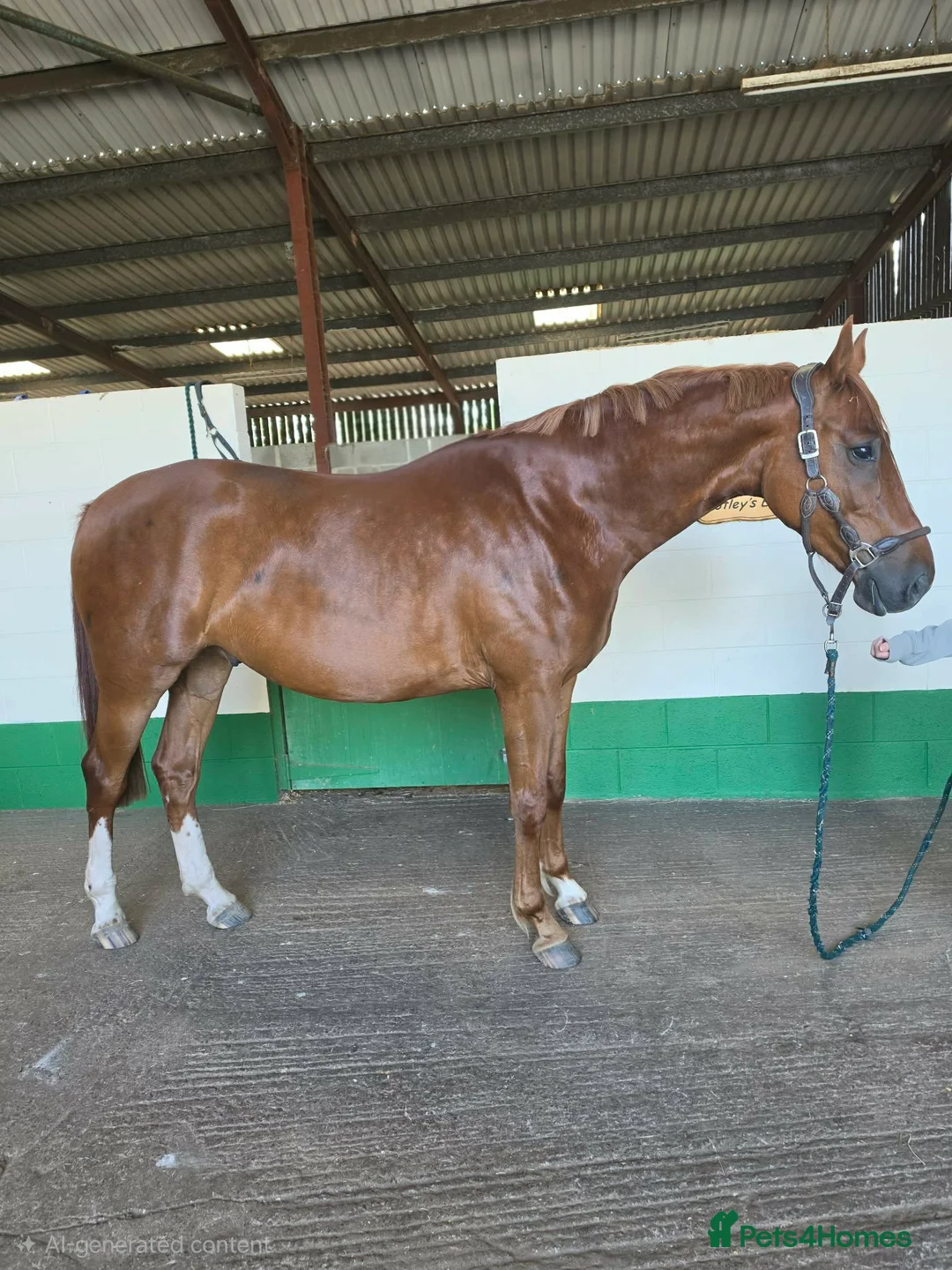 KWPN horses for sale: 4 year old kwpn chestnut gelding project  - Advert 1