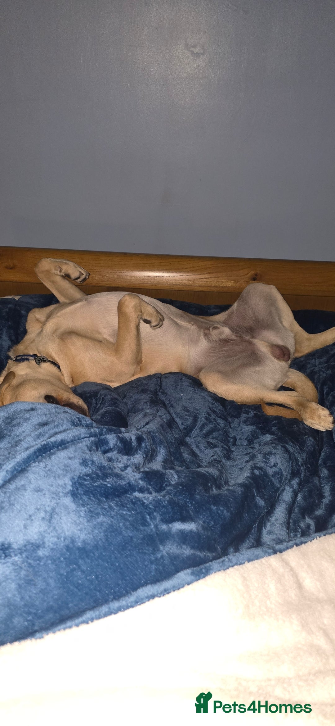 Labrador Retriever dogs for sale: Wanted good home  - Image 9