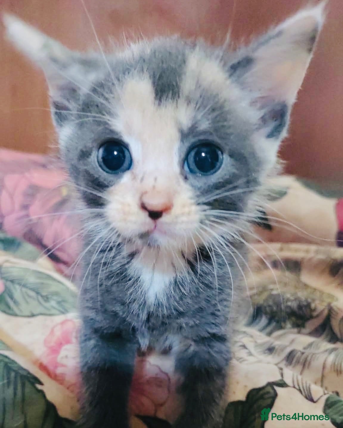 Mixed Breed cats Beautiful grey kittens for sale - Advert 2