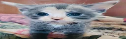 Mixed Breed cats for sale: Beautiful grey kittens for sale in Swindon - Advert 1