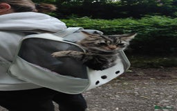 Maine Coon cats for sale: Maincoon cross domestic long hair, 11 months old - Image 14