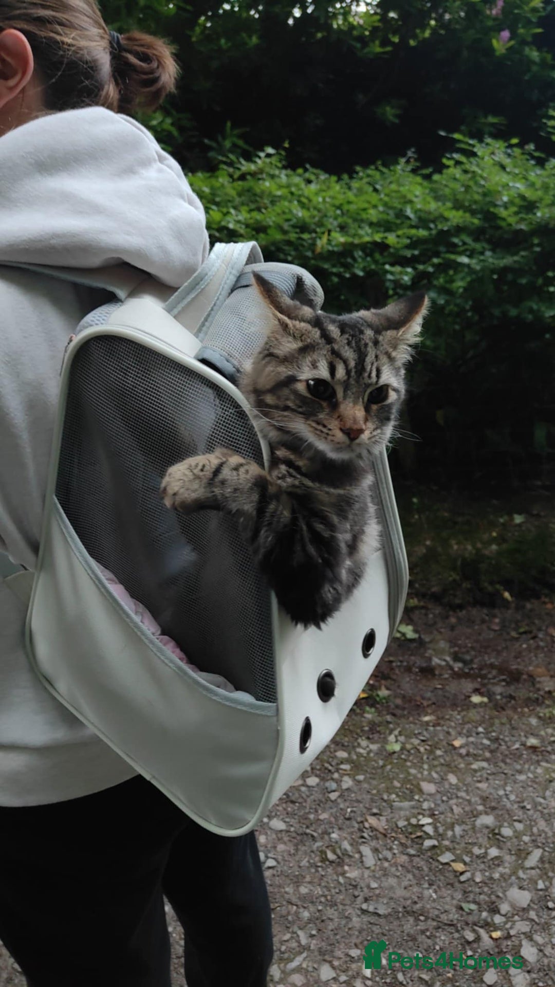 Maine Coon cats for sale: Maincoon cross domestic long hair, 11 months old - Image 14
