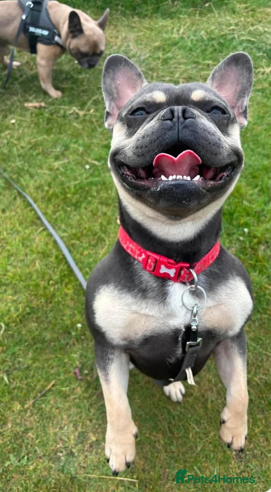 French Bulldog dogs for sale: Blue and tan French bulldog male  - Advert 2