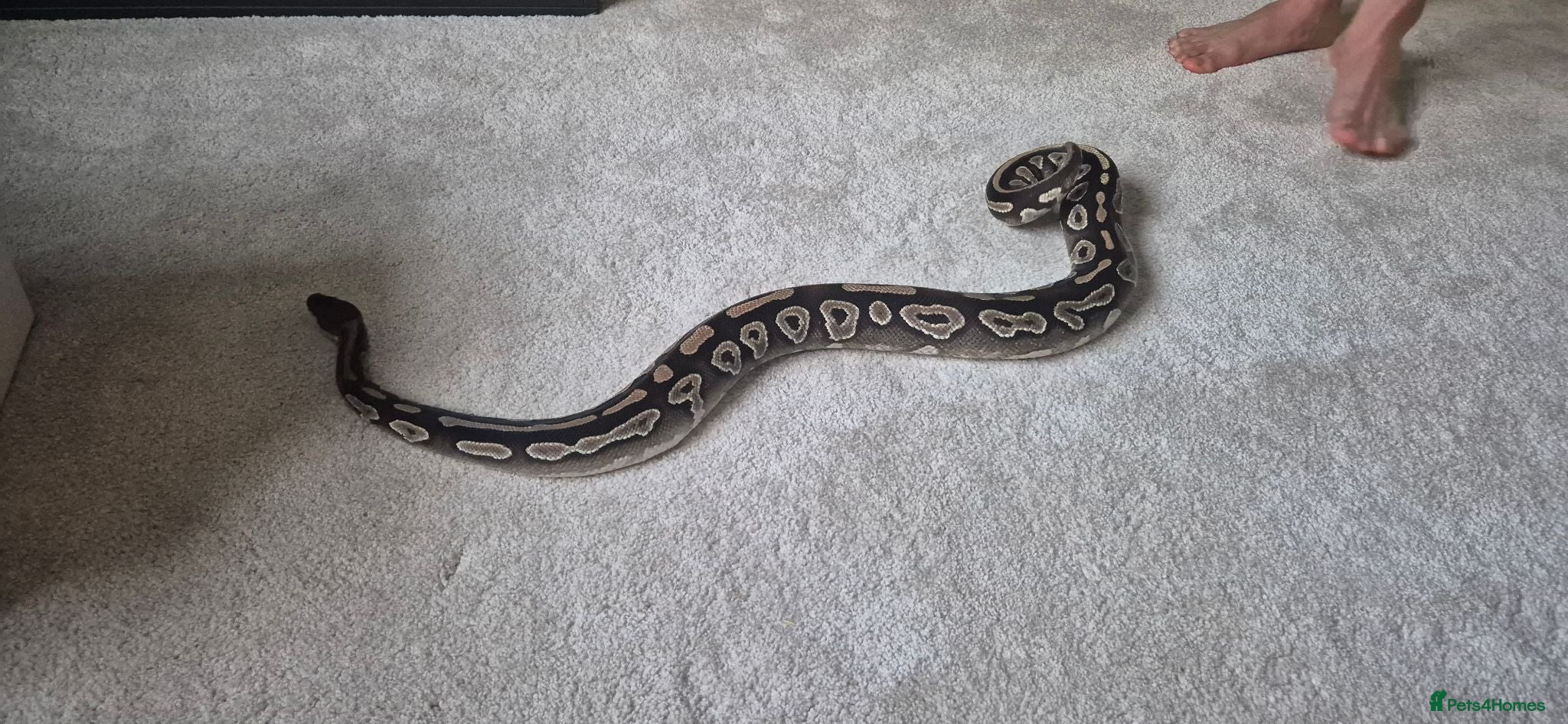 Python Snake reptiles 2 ball pythons - Advert 3
