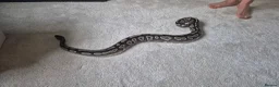 Python Snake reptiles for sale: 2 ball pythons in Downham Market - Advert 1