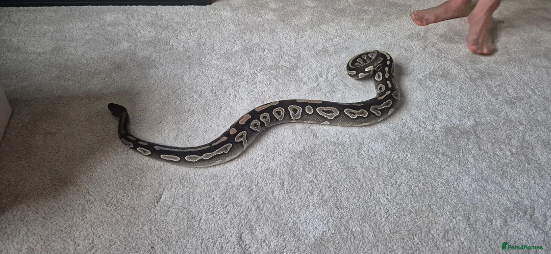 Python Snake reptiles for sale: 2 ball pythons in Downham Market - Advert 1