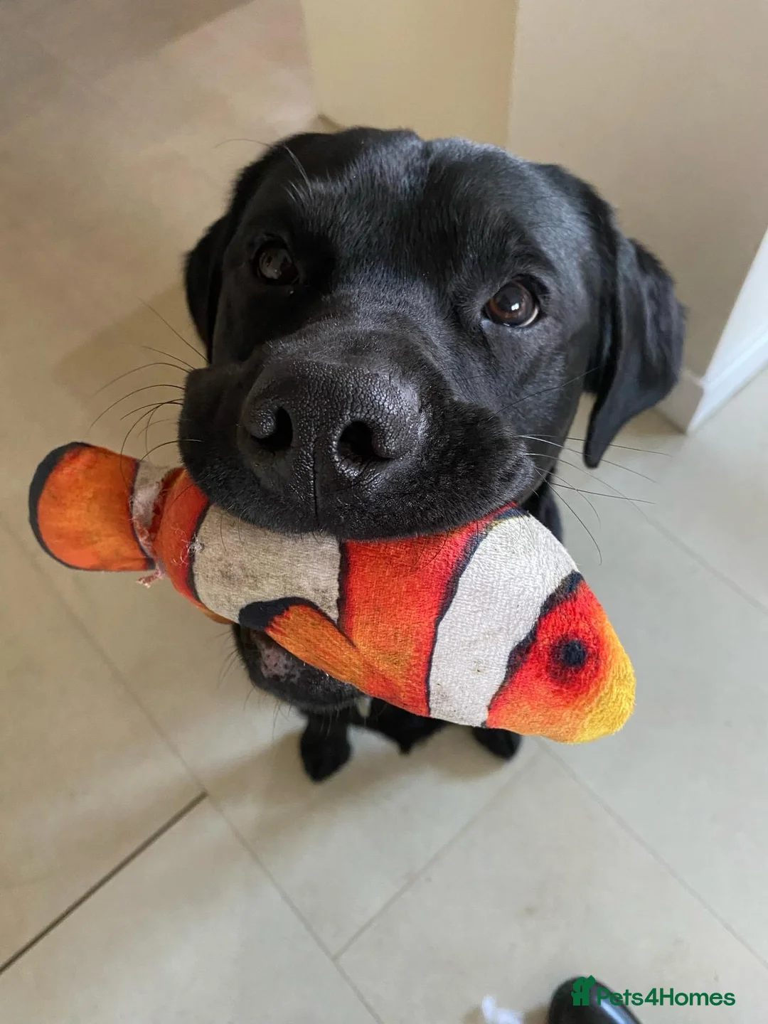 Labrador Retriever dogs for stud: KC Registered Working Labrador Retriever  - Advert 9