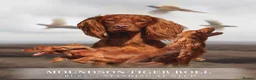 Cocker Spaniel dogs for sale: Kc reg working cocker puppies **health tested - Advert 5