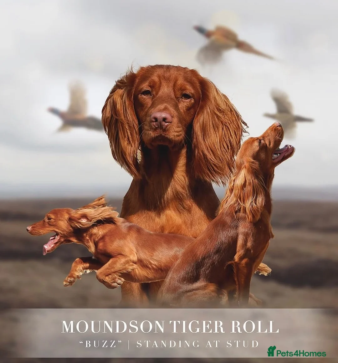 Cocker Spaniel dogs for sale: Kc reg working cocker puppies **health tested - Advert 5