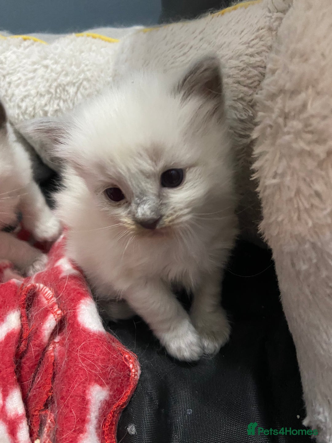 Ragdoll cats for sale: Adorable blue eyed babies - Advert 8
