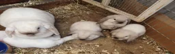 Mini Lop rabbits for sale: Friendly vaccinated baby mini lop boys - Advert 9