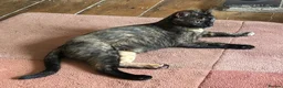 Mixed Breed cats for sale: Black and White Cat for Sale - Advert 12
