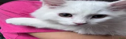Munchkin cats for sale: Beautiful Girl kitten - Advert 6