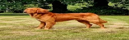 Golden Retriever dogs for sale: KC Registered Dark Red Golden Retriever Puppies - Advert 7