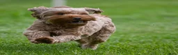 Cockapoo dogs for sale: Loveable cockerpoo  - Advert 8