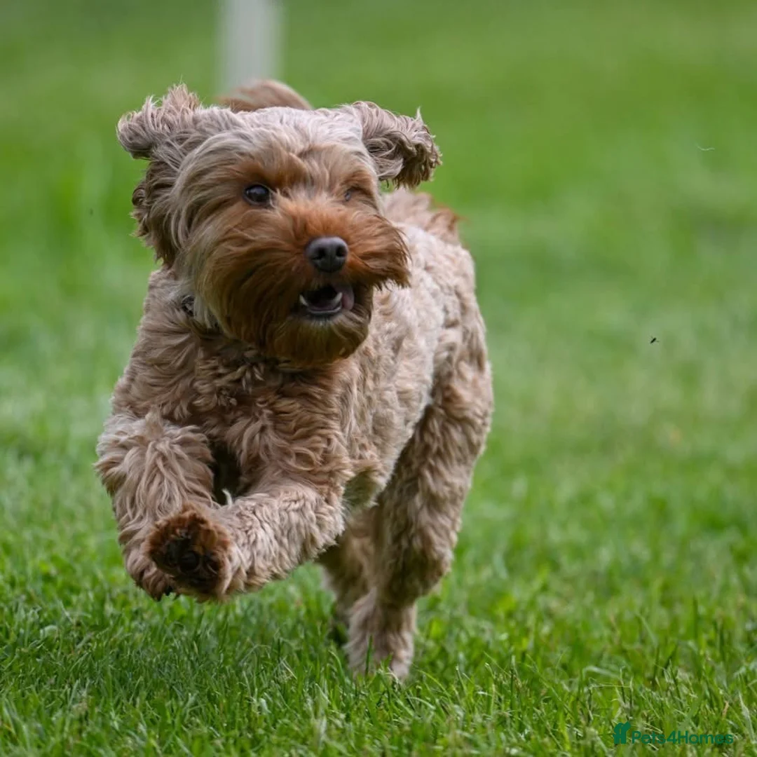 Cockapoo dogs for sale: Loveable cockerpoo  - Advert 8
