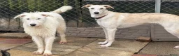 Mixed Breed dogs for adoption: Peter - Norwich Norfolk  in Norwich - Advert 19