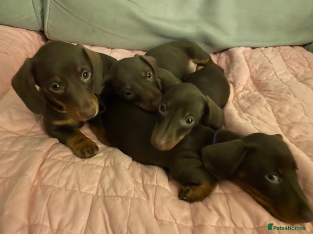 Miniature Dachshund dogs - Advert 9