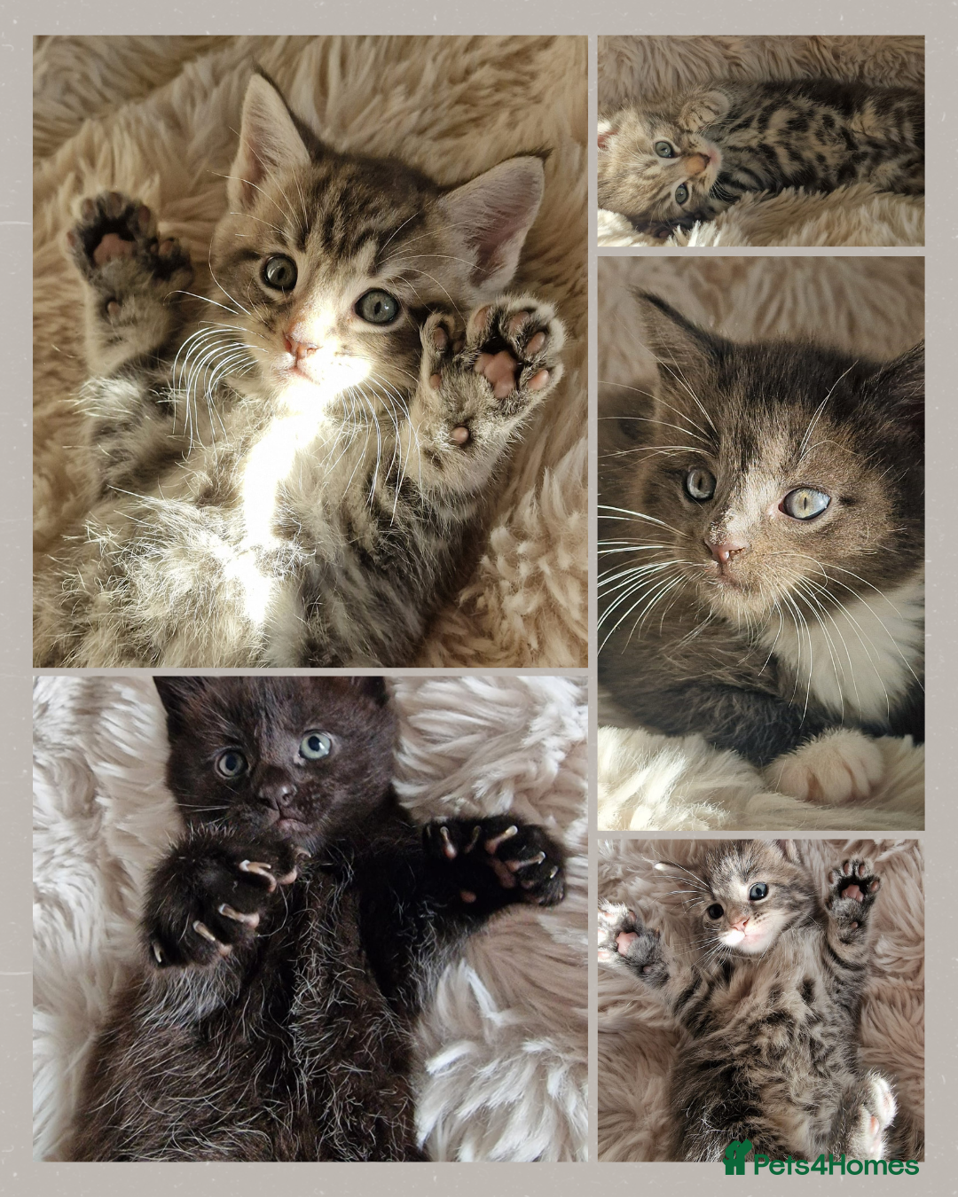 Maine Coon cats MAINE COONE KITTENS POLYDACTYL&NON POLYDACTYL   - Advert 20