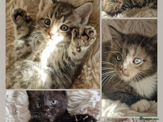 Maine Coon cats MAINE COONE KITTENS POLYDACTYL&NON POLYDACTYL - Advert 6