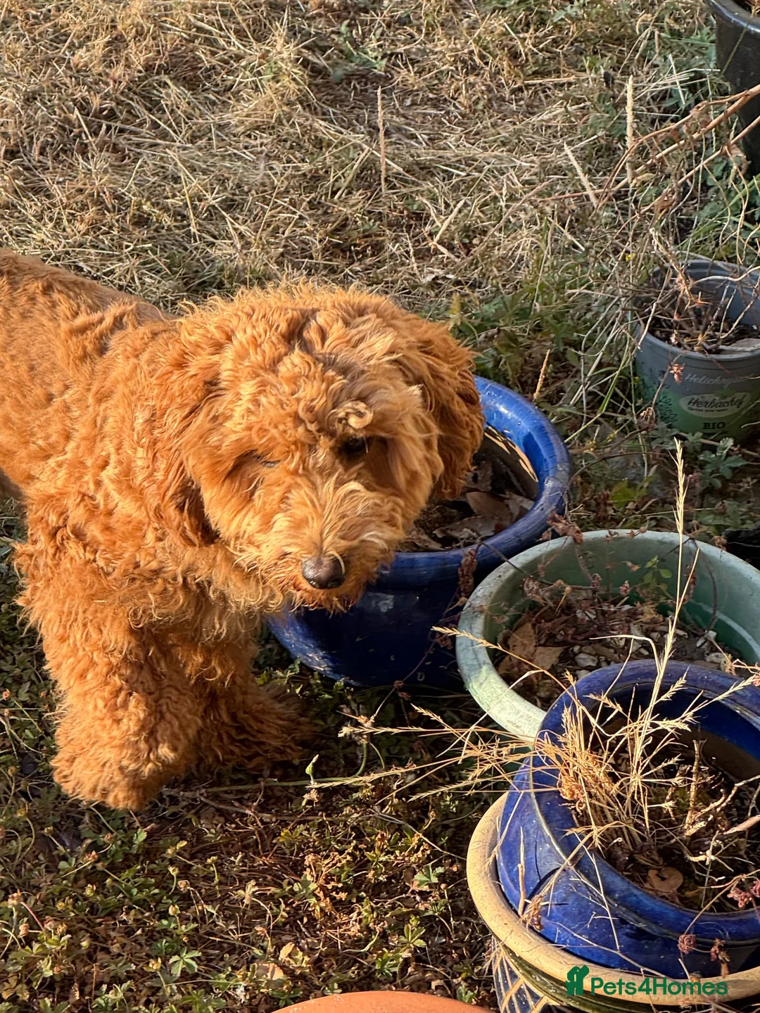 Cockapoo dogs for sale: Beautiful Male Cockapoo for sale - Advert 2