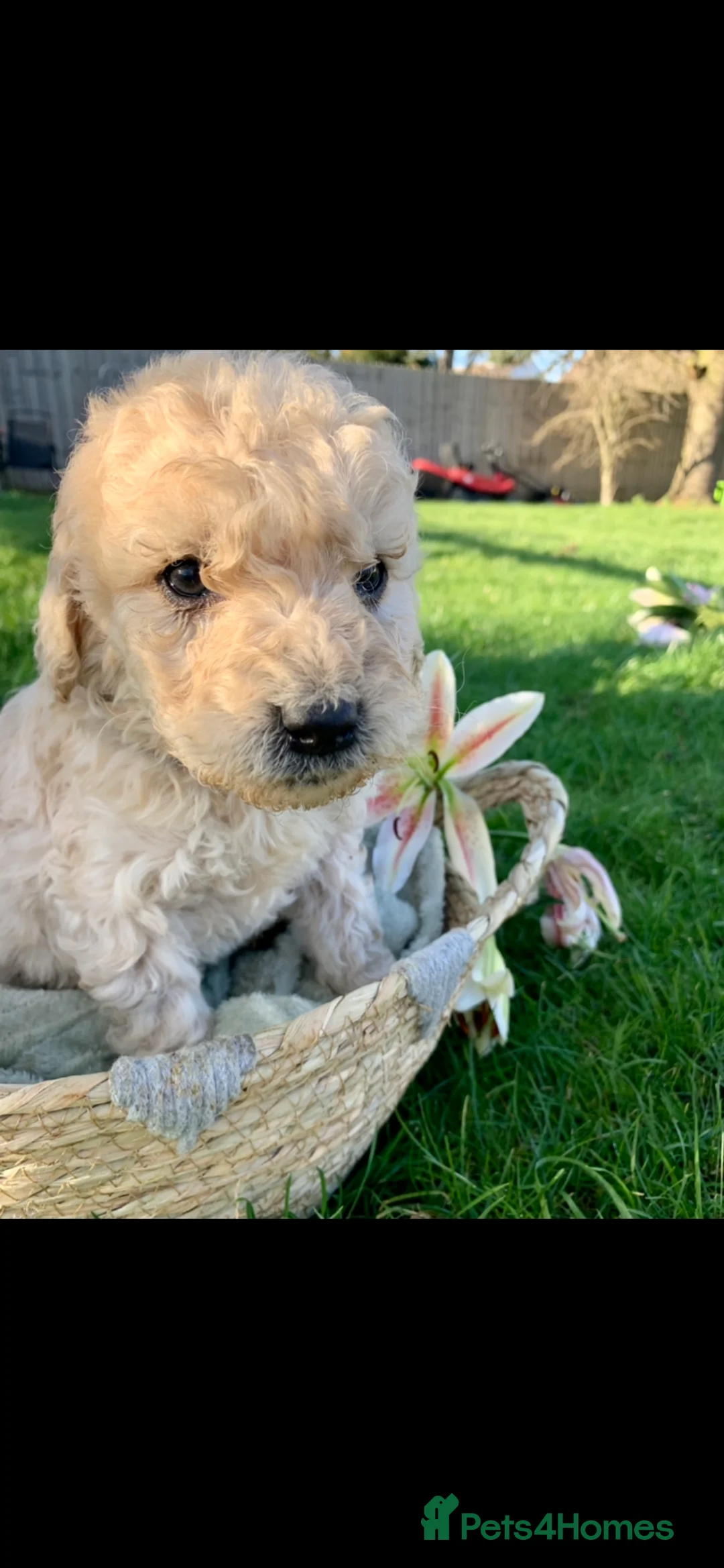 Goldendoodle dogs for sale: Standard GoldenDoodle Puppies - Advert 10