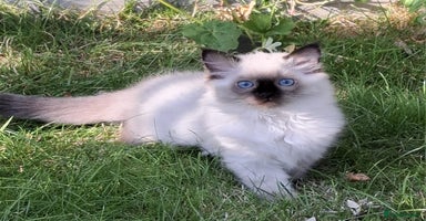 Ragdoll cats - Advert 12