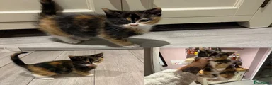 Mixed Breed 4 tortie 