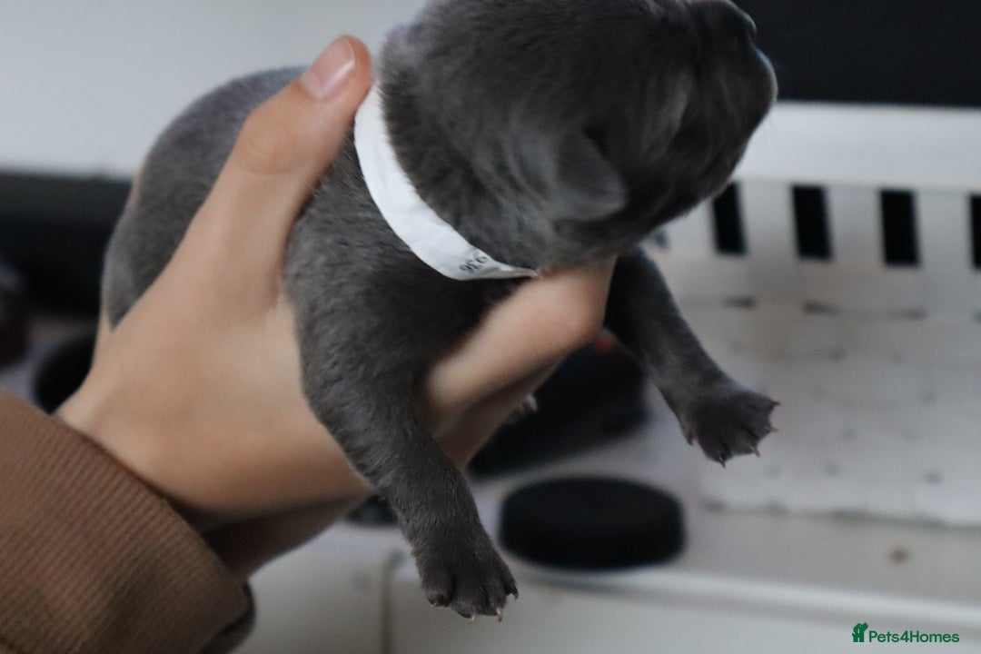 Staffordshire Bull Terrier dogs for sale: 6 blue Staffordshire bullterrier puppies for sale  - Advert 12