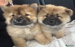 Chow Chow dogs for sale: 🤍  1 STUNNING GIRL LEFT 🐾 READY TO LEAVE 🐾 - Image 7