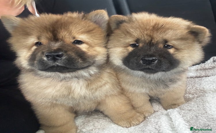 Chow Chow dogs - Advert 3