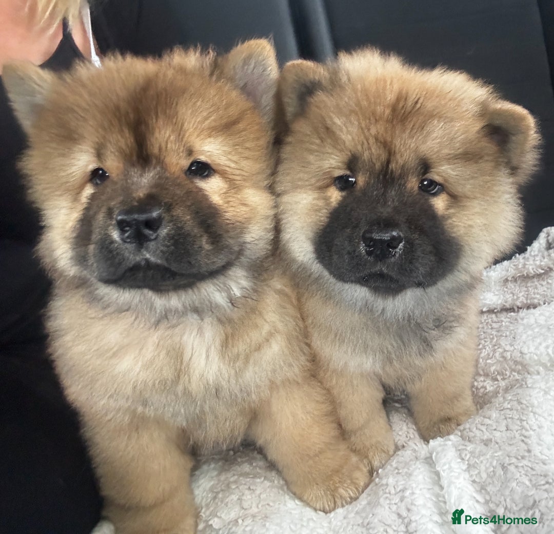Chow Chow dogs for sale: 🤍  1 STUNNING GIRL LEFT 🐾 READY TO LEAVE 🐾 - Image 7