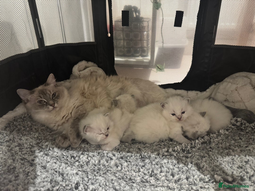 Ragdoll cats for sale: Exceptional Pure Blue Point Ragdoll kitten  - Advert 13