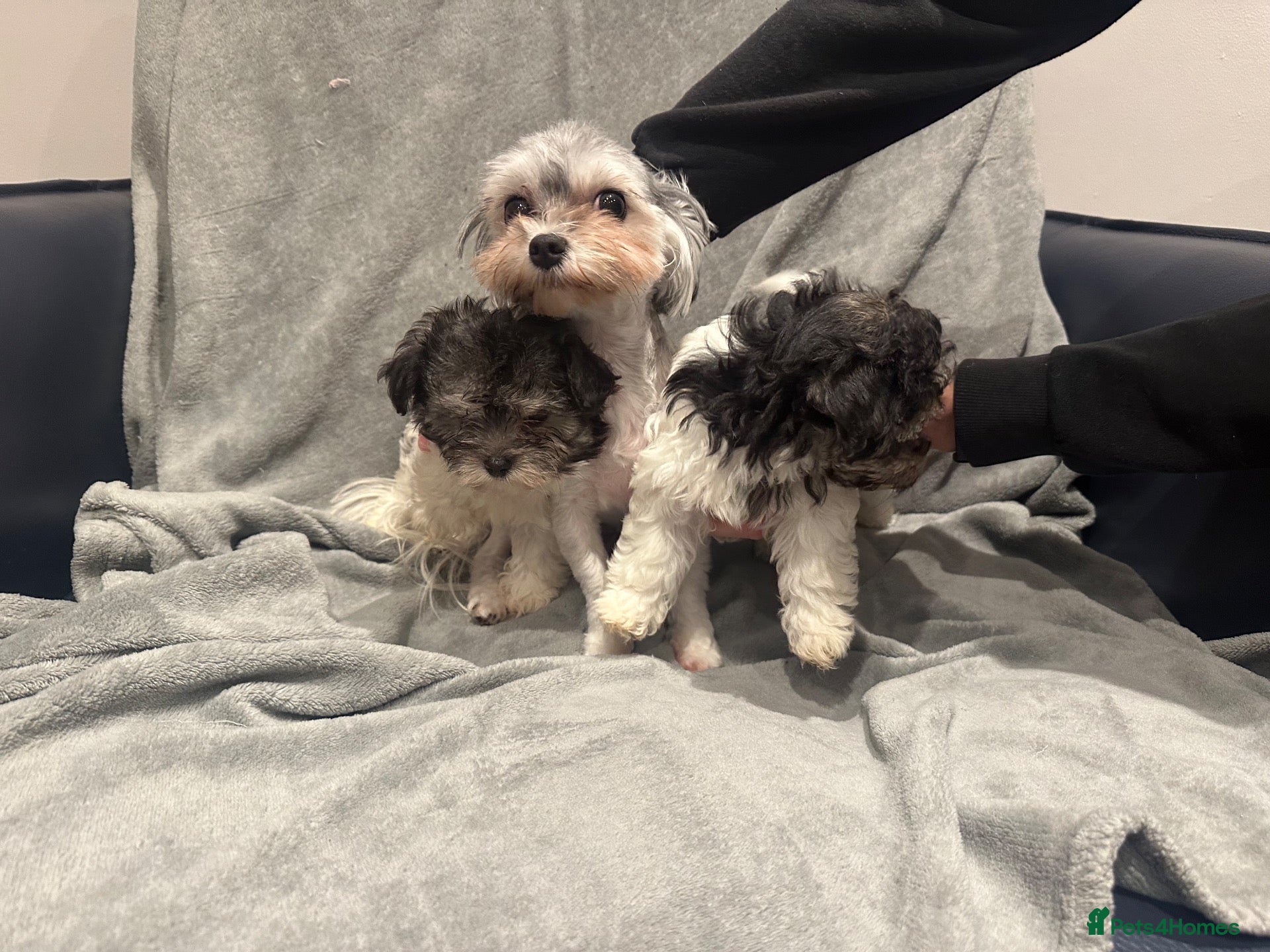 Maltipoo dogs for sale:  Small Maltipoo  - Advert 2