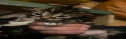 Mixed Breed cats for sale: Mixed Breed Beautiful Kittens - Advert 3