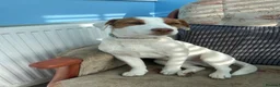 Jack Russell dogs for sale: Bruno - Advert 1