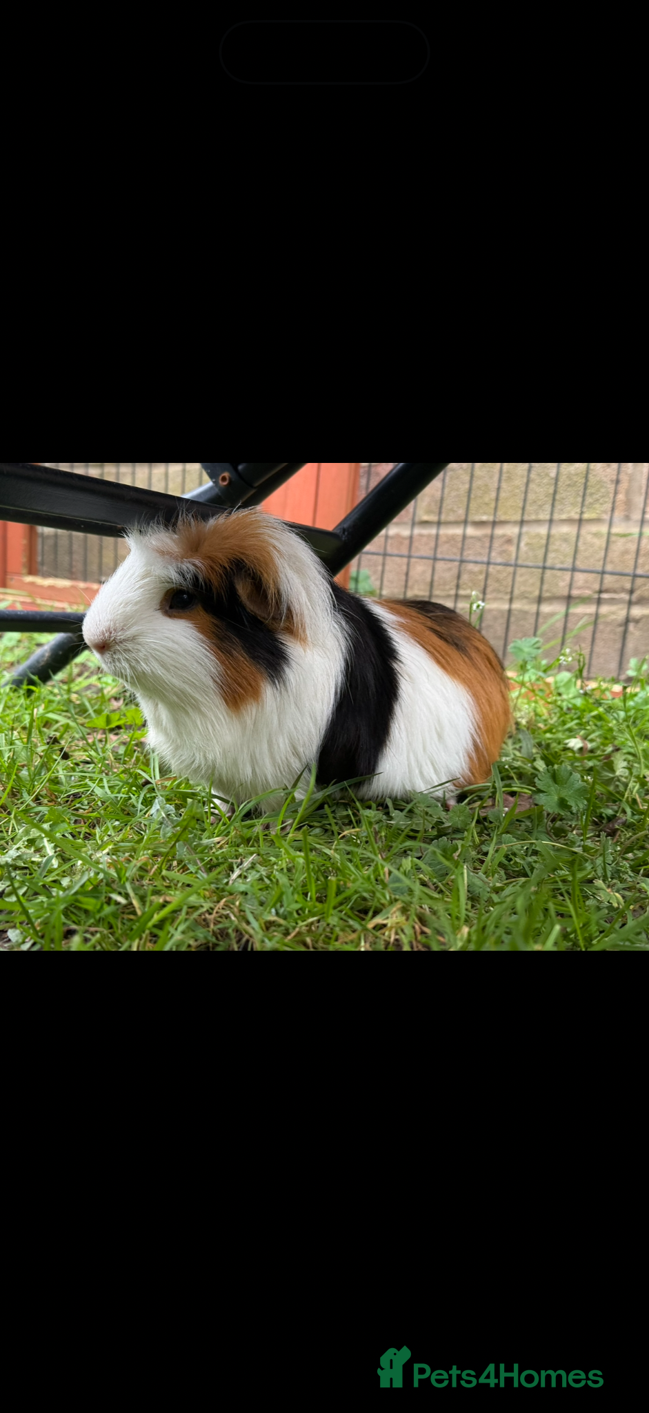 Guinea Pig rodents Male guinea pig for sale  - Advert 1