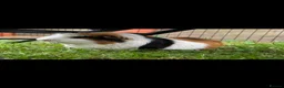 Guinea Pig rodents for sale: Male guinea pig for sale  - Advert 1