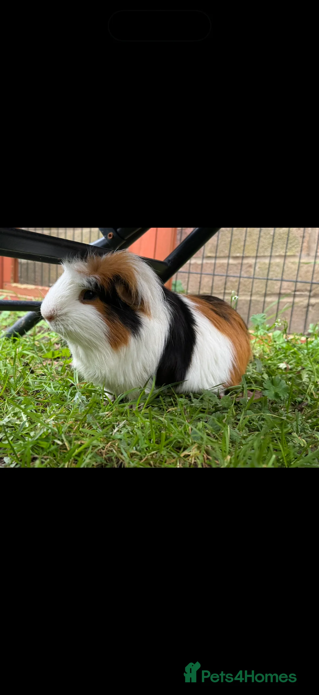 Guinea Pig rodents for sale: Male guinea pig for sale  - Advert 1