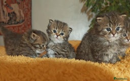 Siberian cats for sale: Siberian GCCFxGolden Chinchilla GCCF - Advert 2