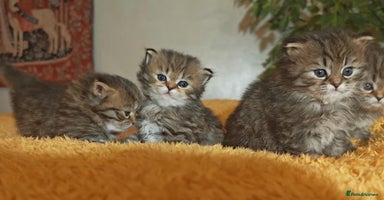 Siberian cats Siberian GCCFxGolden Chinchilla GCCF - Advert 14