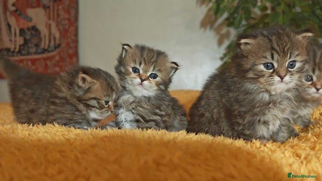 Siberian cats for sale: Siberian GCCFxGolden Chinchilla GCCF - Advert 2