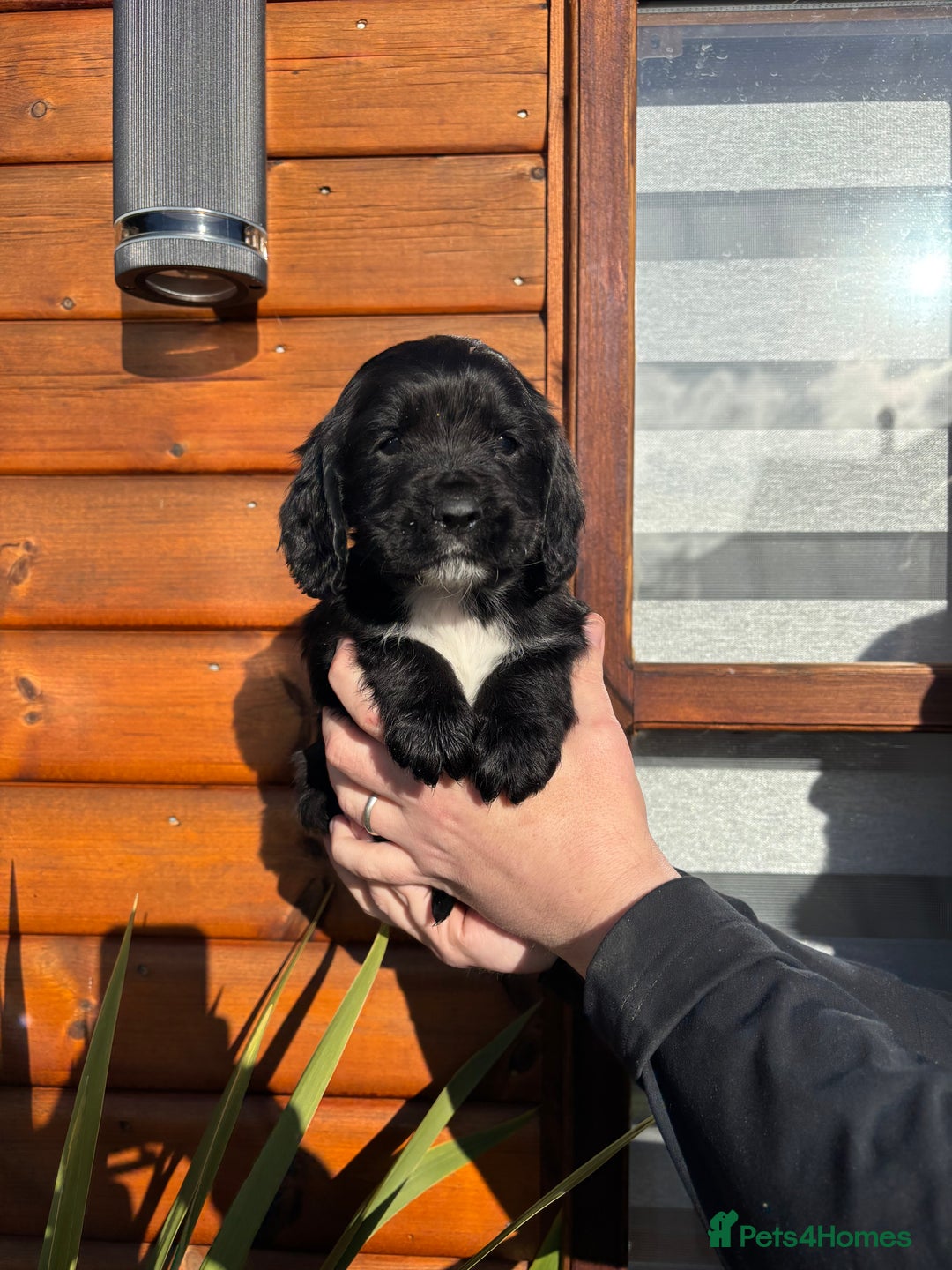 Cocker Spaniel dogs for sale: Cocker spaniel puppies  - Advert 7