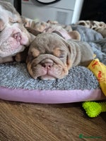 English Bulldog dogs - Advert 15