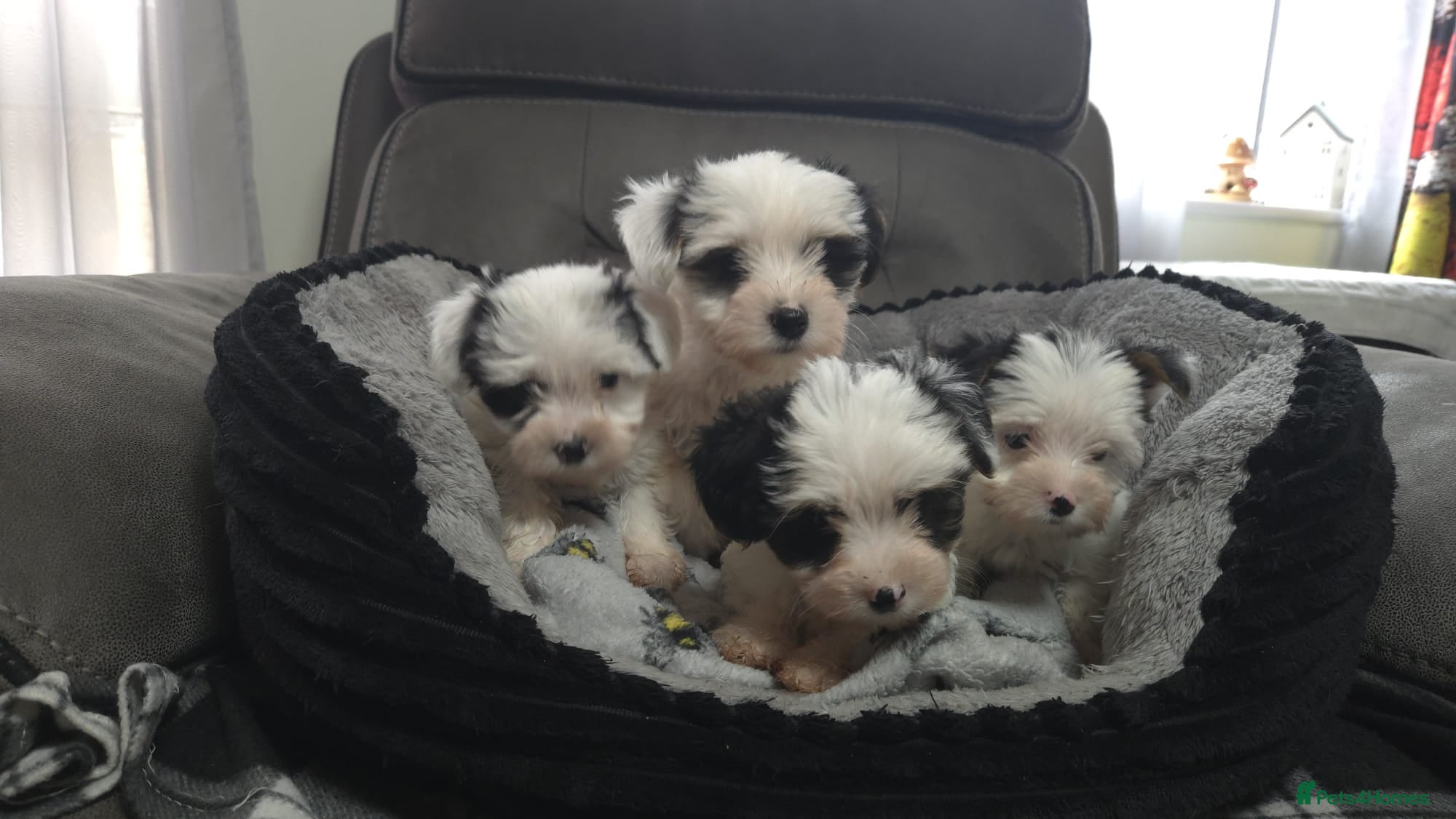 Biewer Terrier dogs Biewer Terrier  - Advert 6