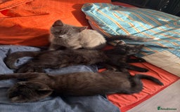 British Shorthair cats for sale: Half Breed British Short Hair Kittens  - Image 5