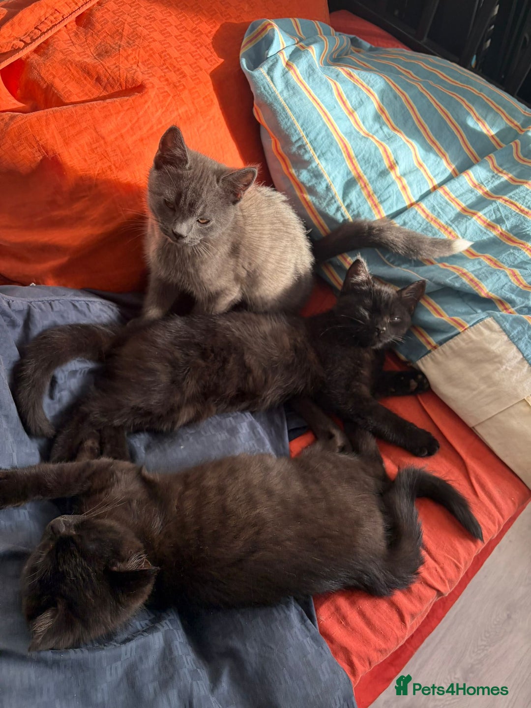 British Shorthair cats for sale: Half Breed British Short Hair Kittens  - Image 5