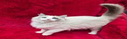 Ragdoll cats for sale: GCCF Registered Ragdoll Kittens  - Advert 20