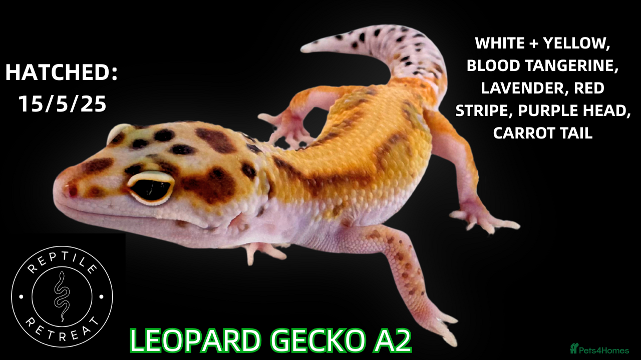 Leopard Gecko reptiles BABY LEOPARD GECKOS!! - Advert 7